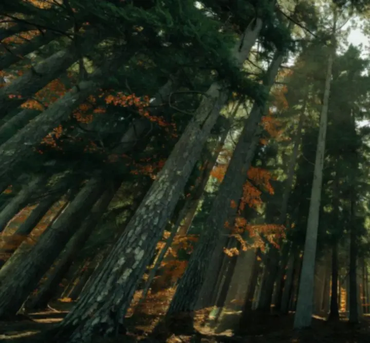 Gęsty las - symbol zaufania i wsparcia